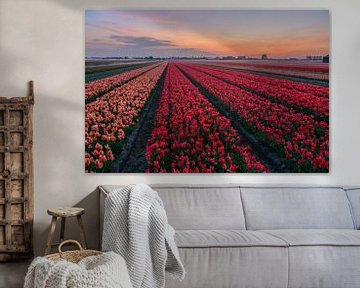 Tulpenfelder im Morgennebel von Carla Matthee