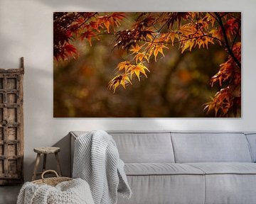 Blätter im Gegenlicht in Herbstfarben von Bert Nijholt