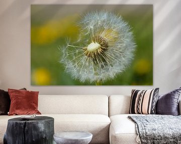 Dandelion fluff