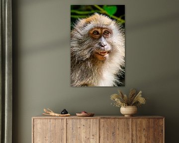 Portrait of a lady monkey by pixxelmixx
