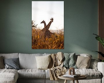 Giraffes on the savannah by Jarno Dorst