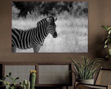 Zebra in schwarz-weiß von Jarno Dorst