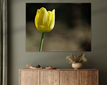 Frühlingsblumen-Sammlung von Marinescu Dan