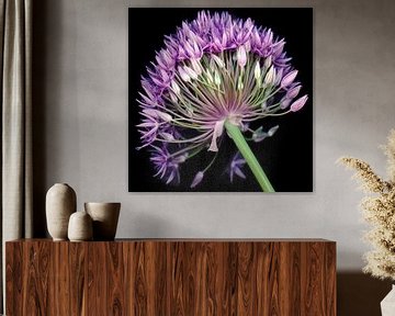 Alium