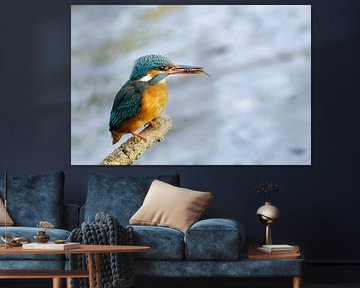 Eisvogel mit Fisch