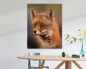 Portrait d'un renard sur Marjolein van Middelkoop