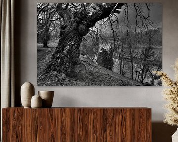 Levens Deer Park, Kendal England, zwart-wit landschapsfoto van Photoworkx - Rob Severijnen