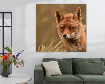 Close-up of a little fox in the dunes