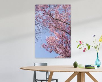 Roze kersenbloesems in Japan van Mickéle Godderis