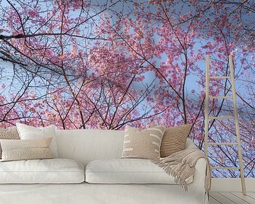 Cherry blossoms on a sunny day by Mickéle Godderis