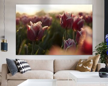 Tulpen in de morgenzon van Photos by Aad