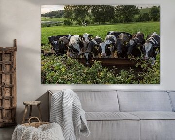 Trinkende Kühe in Süd-Limburg von John Kreukniet