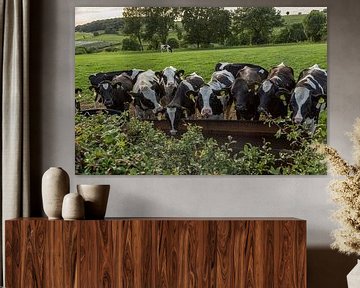 Drinkende koeien in Zuid-Limburg van John Kreukniet