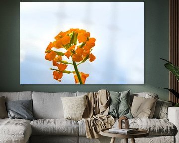 Fel oranje kleurende bloementjes van Jolanda de Jong-Jansen