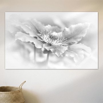 clematis in black / white by Yvonne Blokland