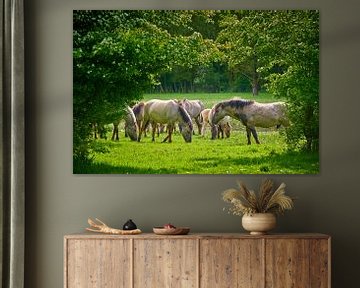 Grazende Konikpaarden in het Horsterwold van Jenco van Zalk