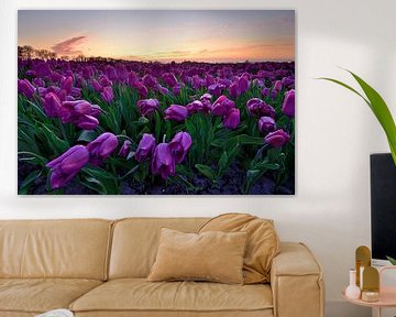 Tulipes de couleur fuchsia au coucher du soleil sur John Leeninga