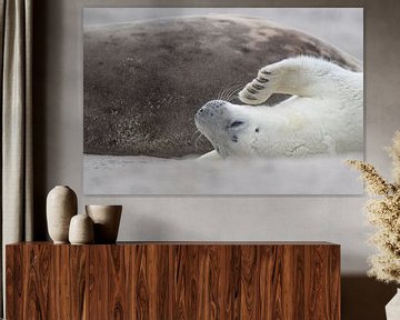 white seal puppy against mother