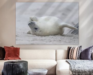 white seals puppy UP side down