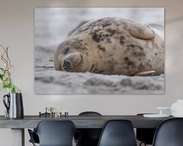 slapende zeehond op het strand van Desirée Couwenberg