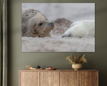 Waakend oog van moeder zeehond van Desirée Couwenberg