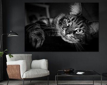 Wunderschöne Zypressen-Katze in schwarz-weiß von Maud De Vries