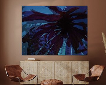 Echinacea by night van Anita Snik-Broeken