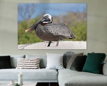 Bruine pelikaan (Pelecanus occidentalis) op het strand van Frank Heinen