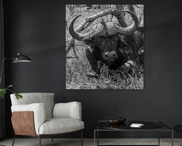 Buffel in het Tshukudu Game Lodge - Zuid-Afrika van Lizanne van Spanje