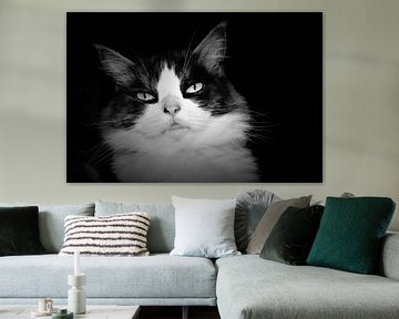 Wunderschönes Porträt einer langhaarigen Katze in Schwarz-Weiß von Maud De Vries