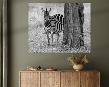 Op safari in Afrika: Zebra in zwart-wit in Serengeti National Park, Tanzania van Rini Kools