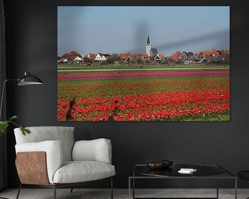 Texel Den Hoorn bulb fields
