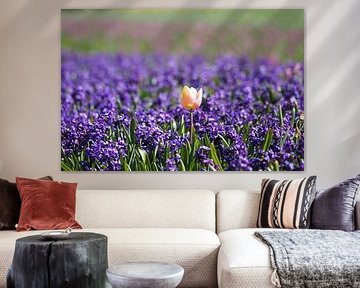 Tulip and hyacinths bulb field Texel