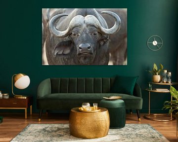 African buffalo by gj heinhuis