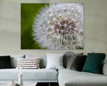 Dandelion close up by Nynke Altenburg