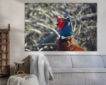 Pheasant rooster