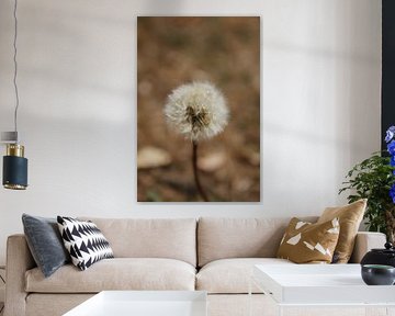 Dandelions / Dandelion by Naomi Kroon
