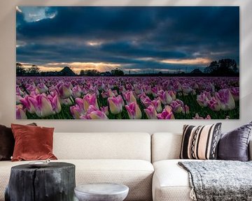 tulpenveld van peterheinspictures