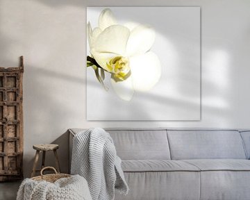 White orchid by Nancy Bogaert