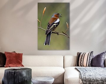 Finch (m)