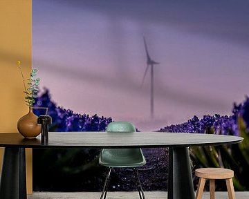 Blauwe hyacinten van peterheinspictures