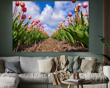 Eine lange Reihe niederländischer roter Tulpen