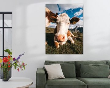 Italiaanse koeien in de wei met de Dolomieten op de achtergrond van Michiel Dros