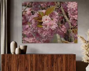 Blüten eines japanischen Kirschbaums