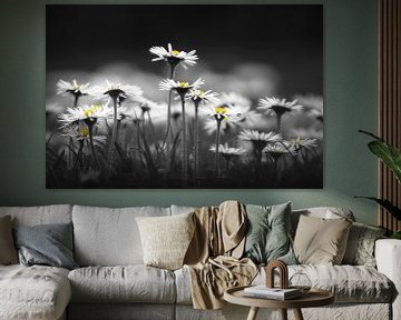 Marguerites sur Niels Barto