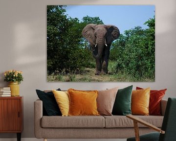 Elefantenbulle von Mario van Loon