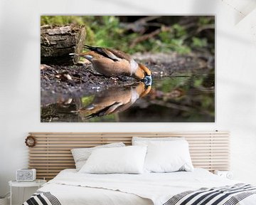 Apple Finch with reflection by Merijn Loch