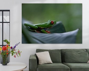 Costa Rica green red eye frog by Mirjam Welleweerd