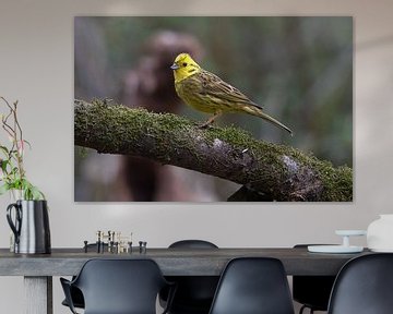 Yellowhammer sur Merijn Loch