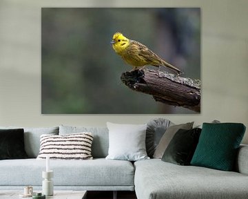 Yellowhammer by Merijn Loch